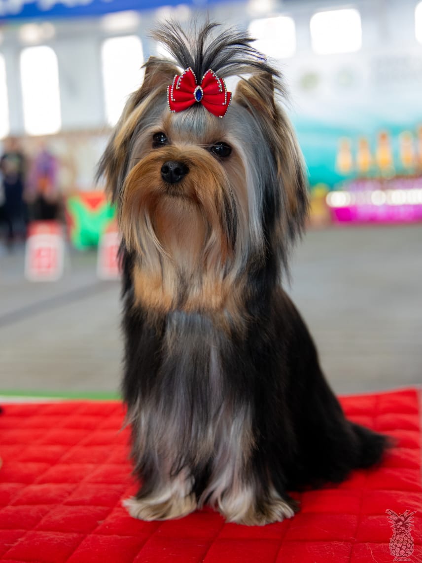 OLIS BEAUTY DAENERYS — Labaza DogPedigree YorkshireTerrier